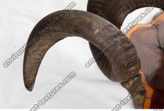 mouflon skull antlers 0008